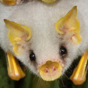 honduran white bat