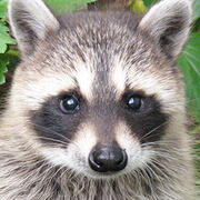 raccoon