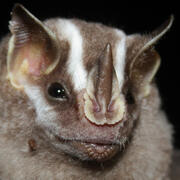striped yellow-eared bat