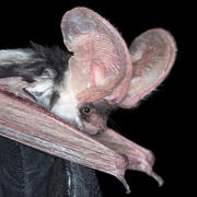 spotted bat