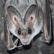 greater false vampire bat