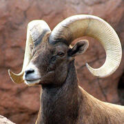ram