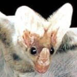 australian ghost bat
