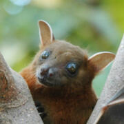 lesser short-nosed fruit bat