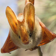 yellow-winged bat