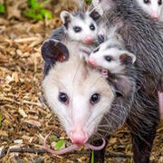 opossum