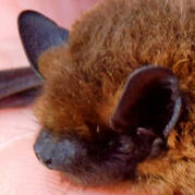 pygmy pipistrelle bat