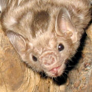 white-winged vampire bat