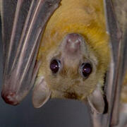 egyptian fruit bat