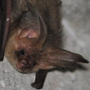 brown long-eared bat