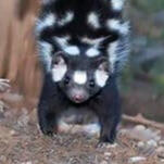 spotted skunk