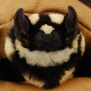 badger bat