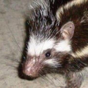 maned rat