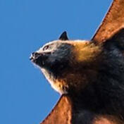 giant golden-crowned flying fox