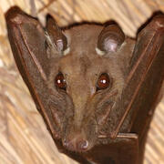 gambian epauletted bat