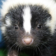 striped skunk