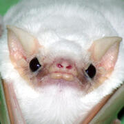 northern ghost bat