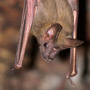 mouse tailed bat