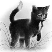 ravenpaw