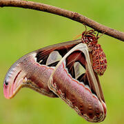atlas moth