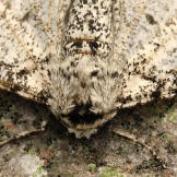 peppered moth