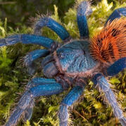 green bottle blue tarantula