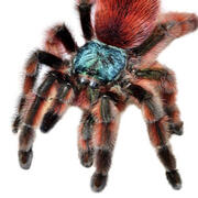 antilles pink toe tarantula
