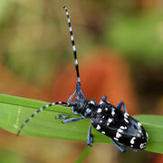long-horned beetle