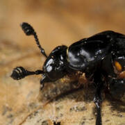 carrion beetle