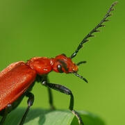 cardinal beetle