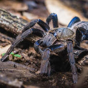 cobalt blue tarantula
