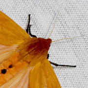 isabella tiger moth