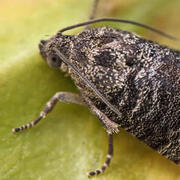 codling moth