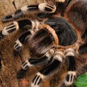 brazillian white knee tarantula