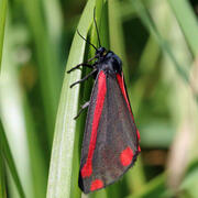 cinnabar moth