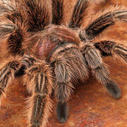 chilean rose hair tarantula
