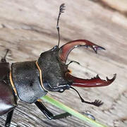 stag beetle