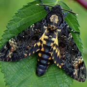 deaths head hawkmoth