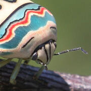 picasso beetle