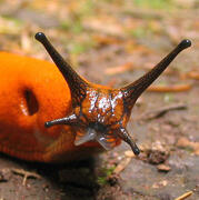 slug
