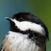 chickadee