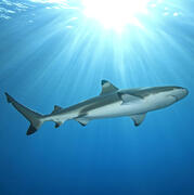 shark