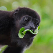 howler monkey