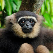 gibbon
