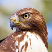 red-tailed hawk