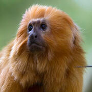lion tamarin