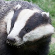european badger
