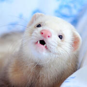 ferret