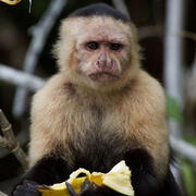 panamanian white-faced capuchin