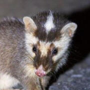 ferret badger